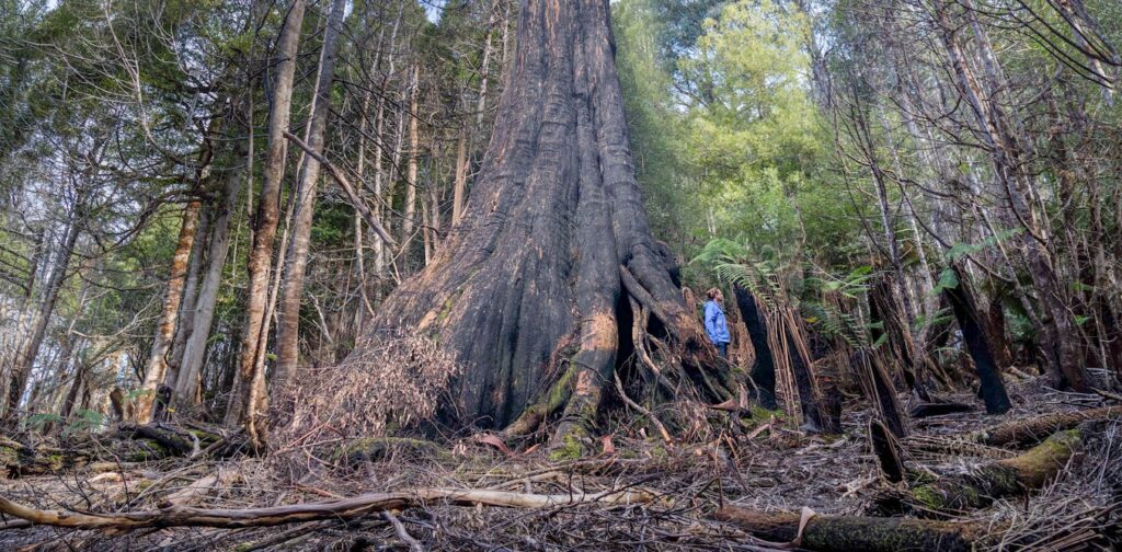 lessons-from-trees-how-nature-inspires-sustainable-urban-design