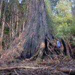 lessons-from-trees-how-nature-inspires-sustainable-urban-design