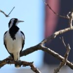 light-pollution-extends-birdsong-duration-impacting-wildlife-behavior