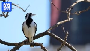 light-pollution-extends-birdsong-duration-impacting-wildlife-behavior