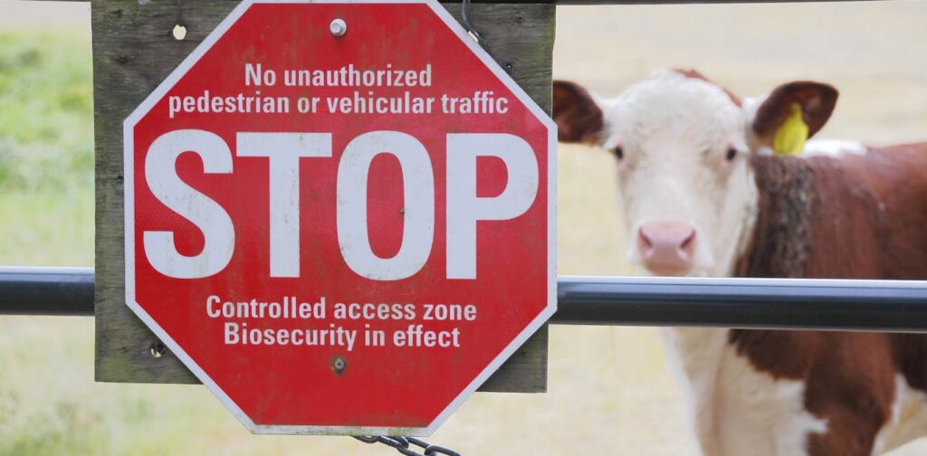 new-mrna-vaccine-offers-hope-against-foot-and-mouth-disease-in-australia