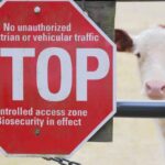 new-mrna-vaccine-offers-hope-against-foot-and-mouth-disease-in-australia