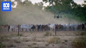 night-vision-drones-revolutionize-cattle-mustering-in-central-queensland