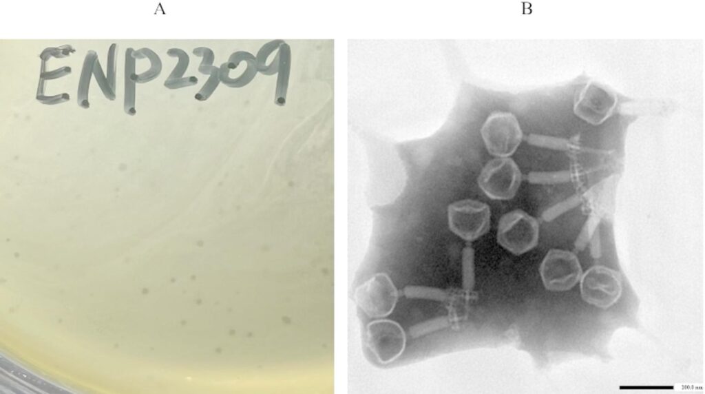 novel-bacteriophage-offers-hope-against-antibiotic-resistant-infections