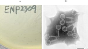 novel-bacteriophage-offers-hope-against-antibiotic-resistant-infections
