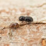 perth-researchers-unite-to-combat-invasive-tree-killing-beetle