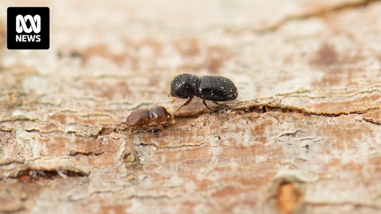 perth-researchers-unite-to-combat-invasive-tree-killing-beetle
