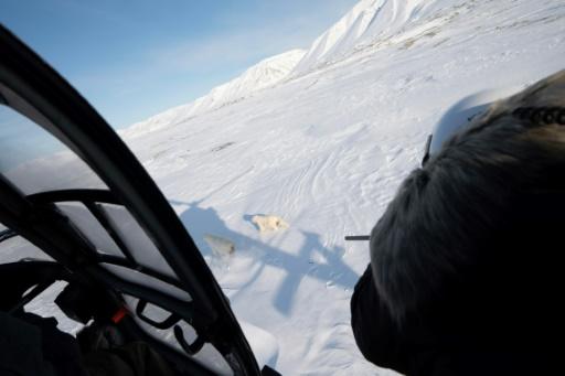 polar-bears-and-climate-change-new-research-sheds-light-on-adaptation