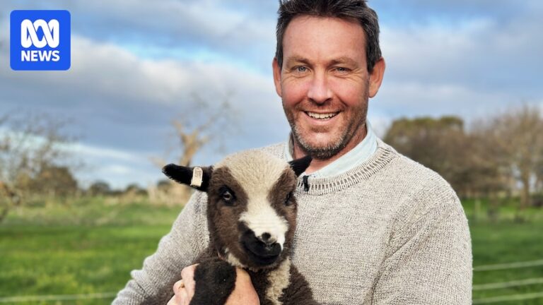 polwarth-sheep-the-rise-of-naturally-colored-wool-in-global-crafting