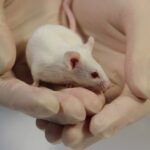 proposed-plastics-plant-threatens-vital-research-at-garvan-institute