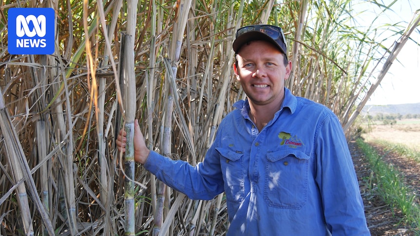queensland-farmers-turn-to-sugarcane-amid-changing-agricultural-landscape