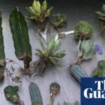 queensland-woman-jailed-for-smuggling-illegal-cacti-into-australia