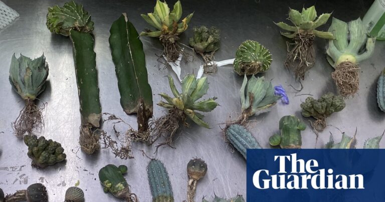 queensland-woman-jailed-for-smuggling-illegal-cacti-into-australia