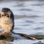 rakali-australia-s-resilient-native-water-rat-gains-national-acclaim