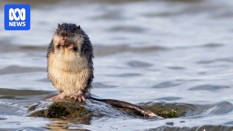 rakali-australia-s-resilient-native-water-rat-gains-national-acclaim