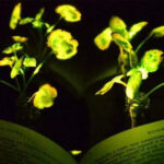 scientists-develop-glowing-plants-for-sustainable-urban-lighting