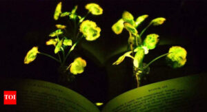 scientists-develop-glowing-plants-for-sustainable-urban-lighting