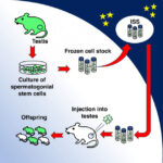 space-mice-study-offers-insight-into-reproductive-health-in-space