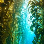 sunflower-sea-stars-a-natural-solution-to-sea-urchin-overpopulation