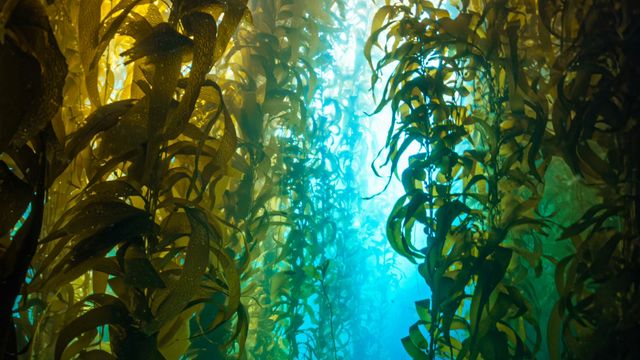 sunflower-sea-stars-a-natural-solution-to-sea-urchin-overpopulation
