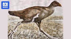 tasmanian-museum-s-unique-art-contest-aims-to-destigmatize-faeces