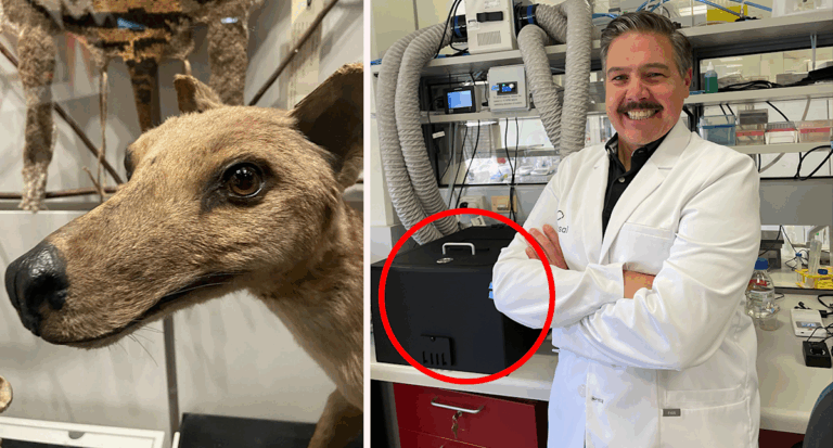 tasmanian-tiger-revival-colossal-biosciences-bold-move-in-de-extinction