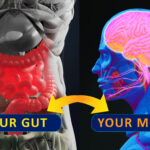 Gut-brain,Connection,Or,Gut,Brain,Axis.,Concept,Art,Showing,A