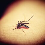 who-endorses-new-spatial-emanators-for-yearlong-malaria-protection