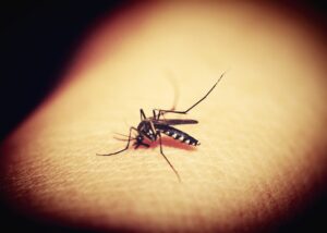 who-endorses-new-spatial-emanators-for-yearlong-malaria-protection