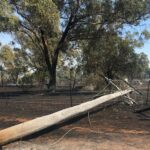 australian-technology-trials-to-prevent-bushfire-causing-power-line-faults
