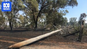 australian-technology-trials-to-prevent-bushfire-causing-power-line-faults