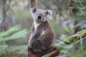 breakthrough-koala-chlamydia-vaccine-approved-in-world-first-effort
