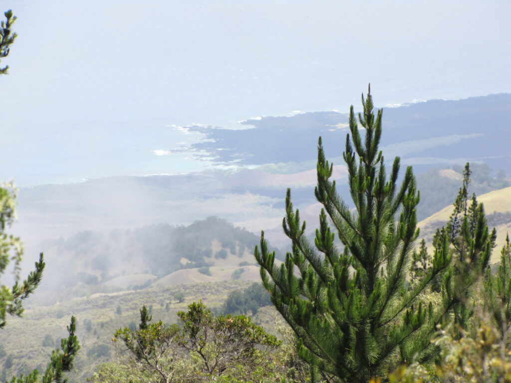 breakthrough-radiata-pine-genome-to-revolutionize-forestry-industry