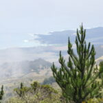 breakthrough-radiata-pine-genome-to-revolutionize-forestry-industry