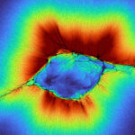 Collective cells deforming collagen