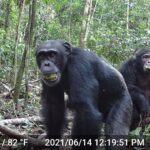 chimpanzees-in-africa-may-consume-alcohol-equivalent-to-two-drinks-daily