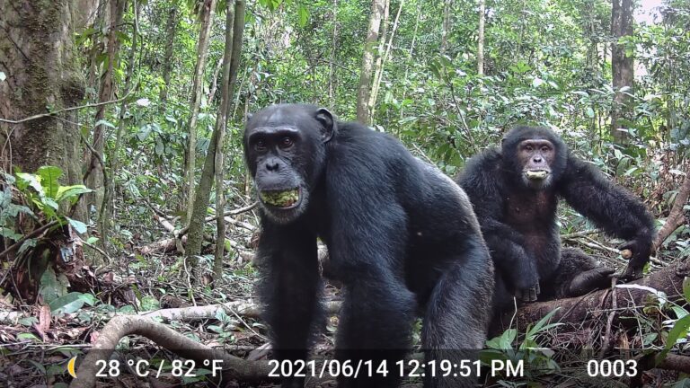 chimpanzees-in-africa-may-consume-alcohol-equivalent-to-two-drinks-daily