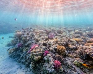 corals-sacrifice-growth-for-survival-amid-rising-ocean-temperatures