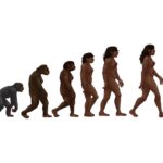cultural-evolution-surpasses-genetics-in-shaping-human-development