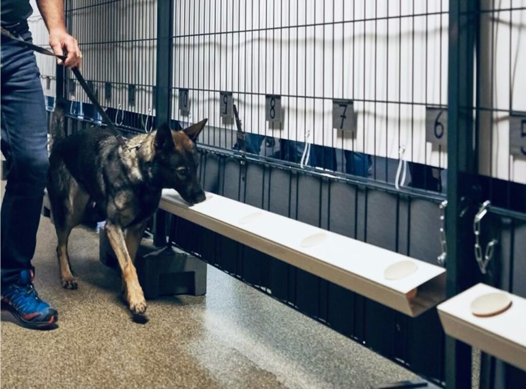 detection-dogs-gain-trust-as-effective-covid-19-screening-tool-at-concerts