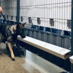detection-dogs-gain-trust-as-effective-covid-19-screening-tool-at-concerts
