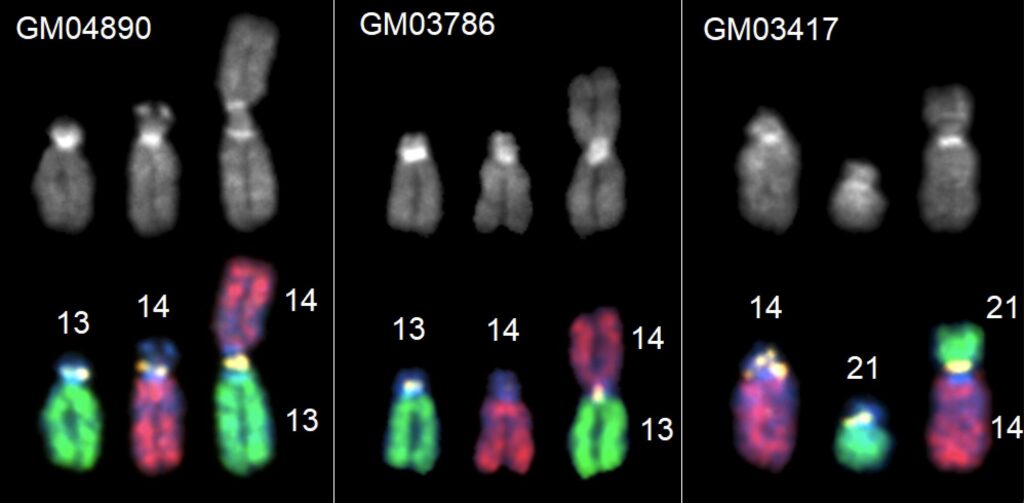 discovery-of-fusion-points-in-robertsonian-chromosomes-unlocks-evolutionary-secrets