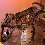 discovery-of-preserved-blood-vessels-in-largest-t-rex-fossil-revolutionizes-paleontology