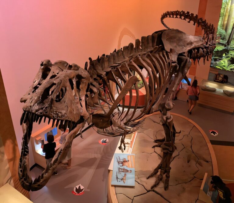 discovery-of-preserved-blood-vessels-in-largest-t-rex-fossil-revolutionizes-paleontology