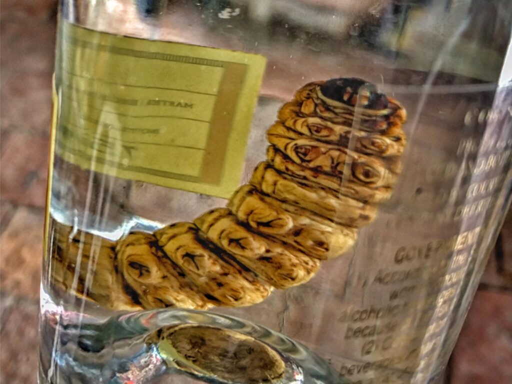 dna-study-unveils-true-identity-of-mezcal-s-iconic-worm