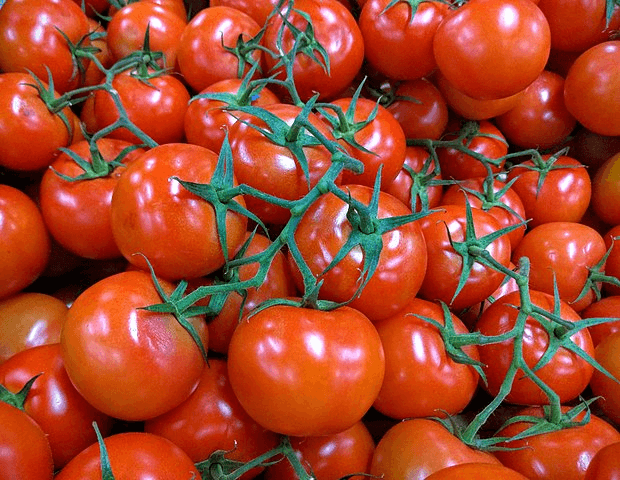 england-begins-first-human-trial-of-gene-edited-tomatoes-for-vitamin-d-boost