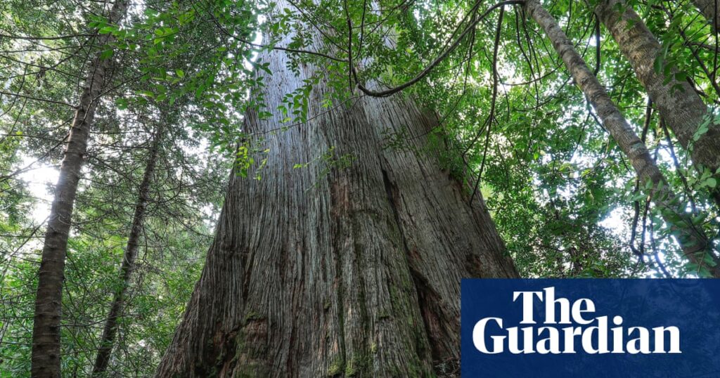 experts-urge-end-to-native-forest-logging-to-meet-australia-s-emissions-targets