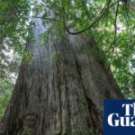 experts-urge-end-to-native-forest-logging-to-meet-australia-s-emissions-targets