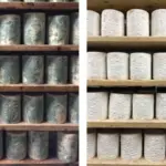 fungal-evolution-in-cheese-insights-into-food-health-and-flavor