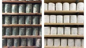 fungal-evolution-in-cheese-insights-into-food-health-and-flavor